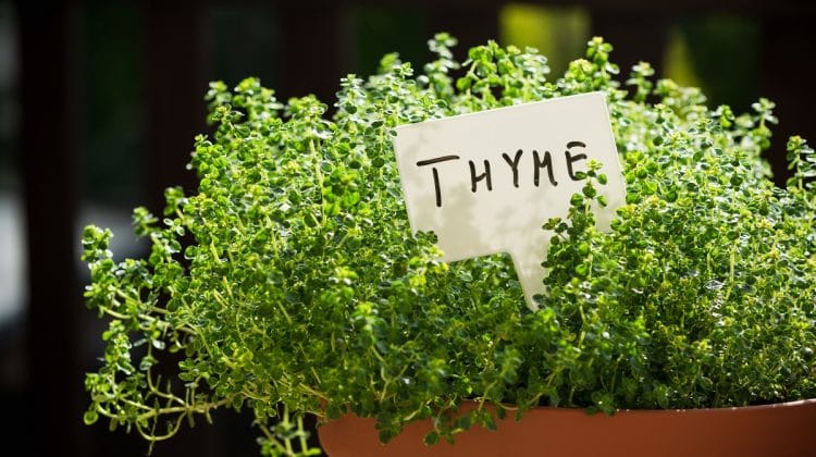 Za’atar — The Brain-Boosting Spice Entrepreneurs Didn’t Know They Needed