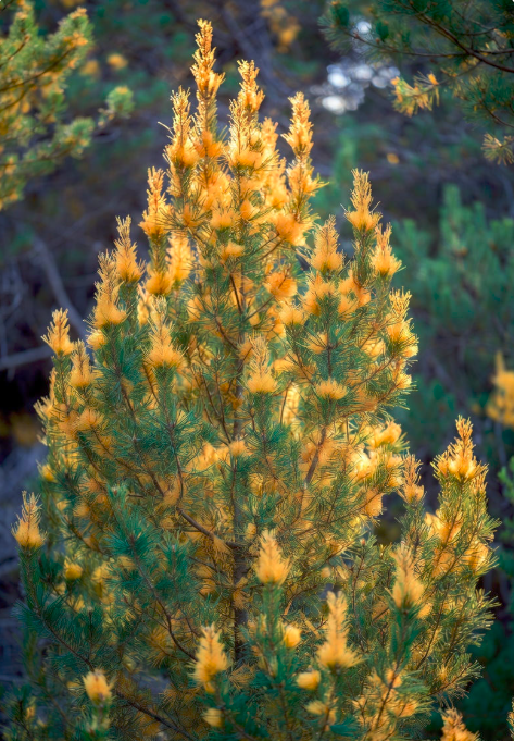 What The Christmas Tree Taught The Doctor