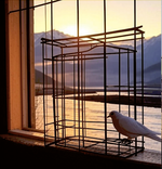 Why Freedom Needs A Cage