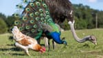 BC's Avian Flu: Chickens to Ostriches to Peacocks