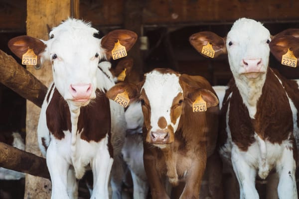 Local Farmers Tap Tallow Market