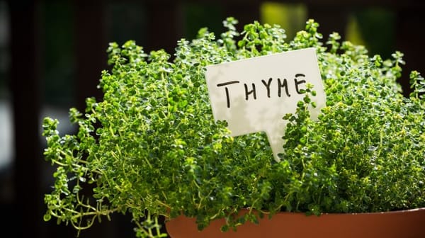 Za’atar — The Brain-Boosting Spice Entrepreneurs Didn’t Know They Needed