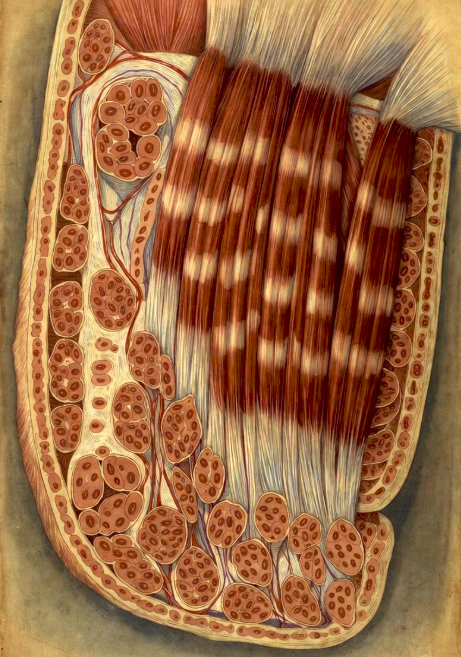 The Shocking Organ That Determines Our Quality Of Life